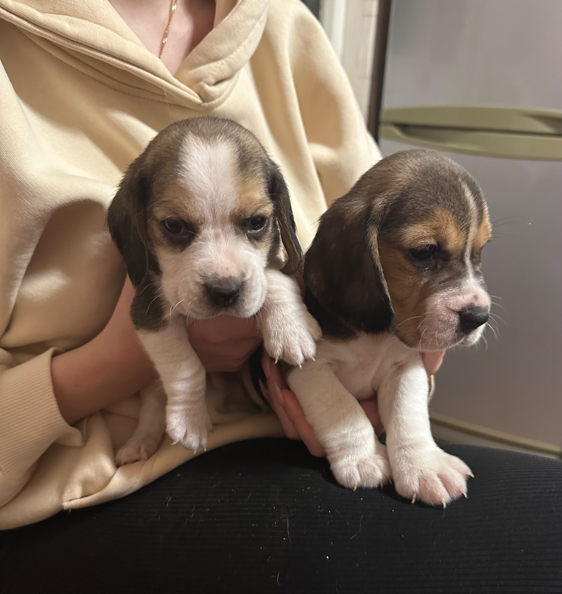 Цуценята Бігль