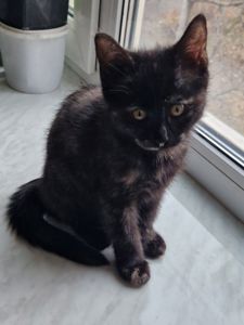 КотоПринцеса кольору шоколаду та кави з молоком