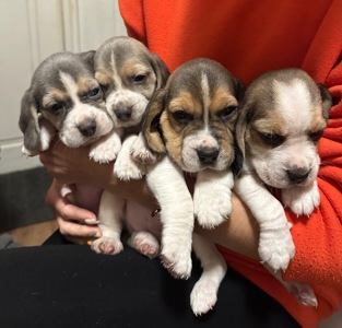 Цуценята Бігль