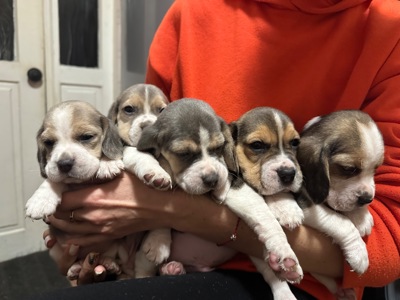Цуценята Бігль
