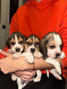 Цуценята Бігль