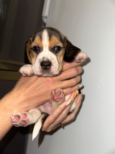 Цуценята Бігль