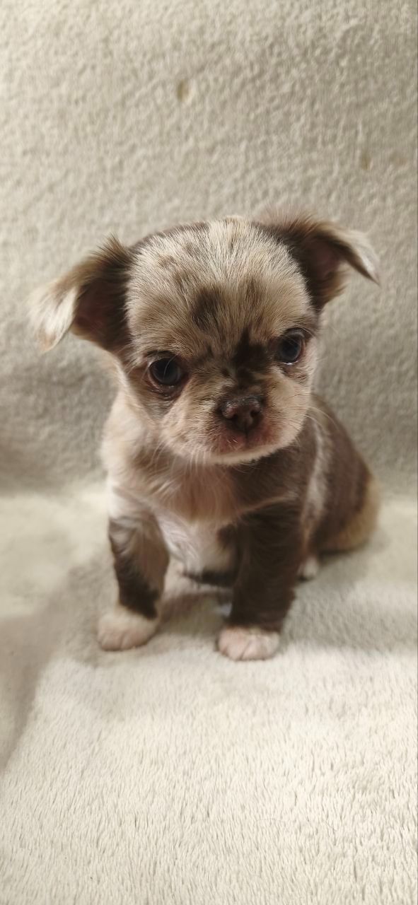 парочка малюків-хлопчиків лілового-мерль забарвлення