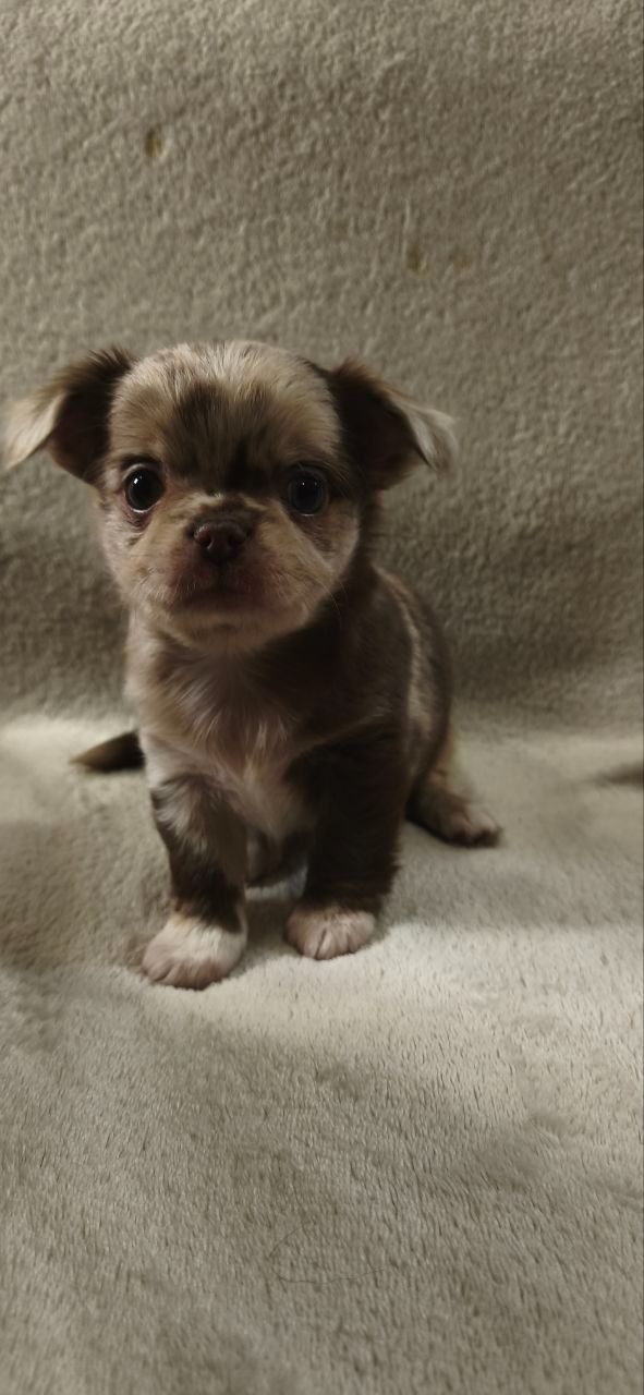 парочка малюків-хлопчиків лілового-мерль забарвлення