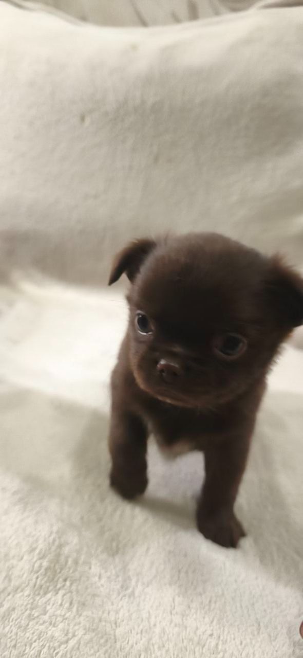 Чарівна трійка шоколадних хлопчиків 03.10.2025