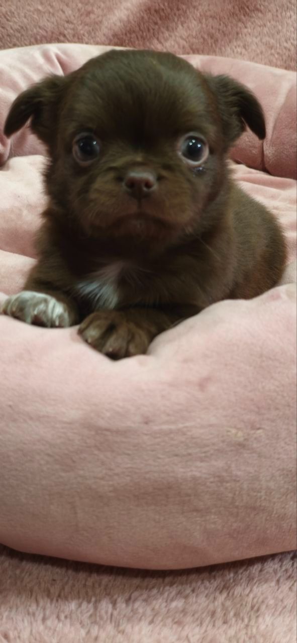 Чарівна трійка шоколадних хлопчиків 03.10.2025