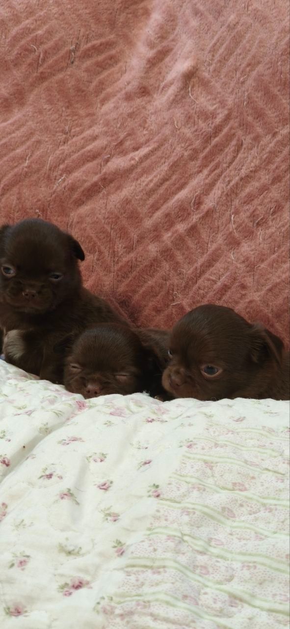 Чарівна трійка шоколадних хлопчиків 03.10.2025