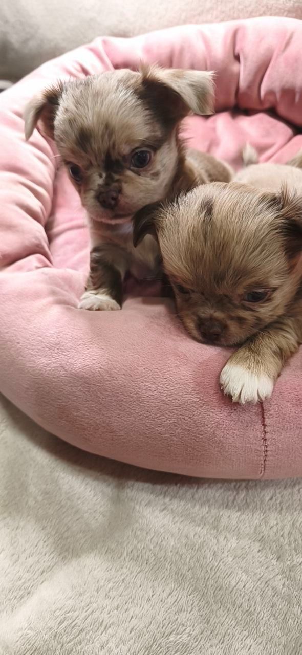 парочка малюків-хлопчиків лілового-мерль забарвлення