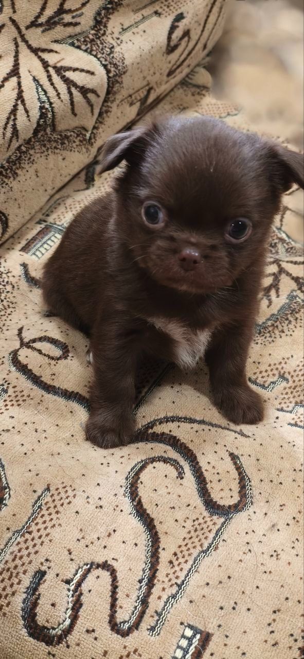 Чарівна трійка шоколадних хлопчиків 03.10.2025