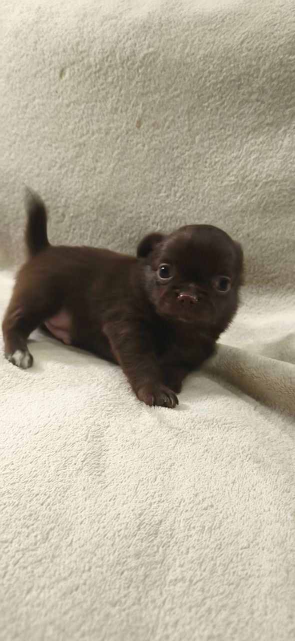 Чарівна трійка шоколадних хлопчиків 03.10.2025