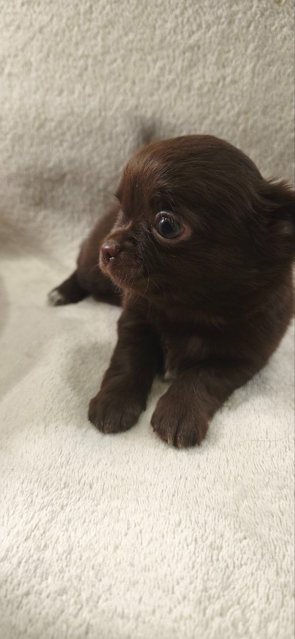 Чарівна трійка шоколадних хлопчиків 03.10.2025