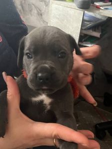 Щенки Кане Корсо