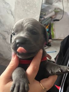 Щенки Кане Корсо