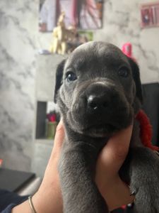 Щенки Кане Корсо