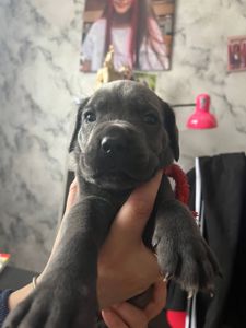 Щенки Кане Корсо