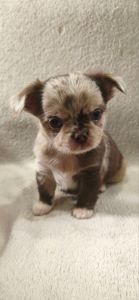 парочка малюків-хлопчиків лілового-мерль забарвлення