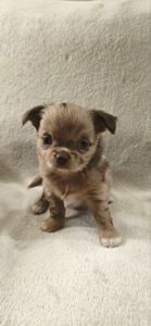 парочка малюків-хлопчиків лілового-мерль забарвлення