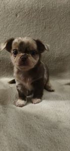 парочка малюків-хлопчиків лілового-мерль забарвлення