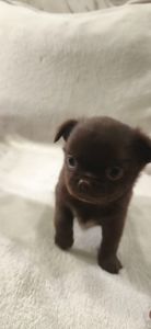 Чарівна трійка шоколадних хлопчиків 03.10.2025