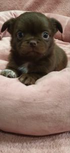 Чарівна трійка шоколадних хлопчиків 03.10.2025