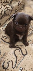 Чарівна трійка шоколадних хлопчиків 03.10.2025