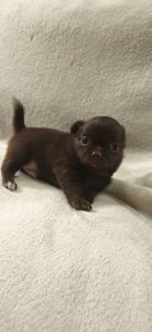 Чарівна трійка шоколадних хлопчиків 03.10.2025