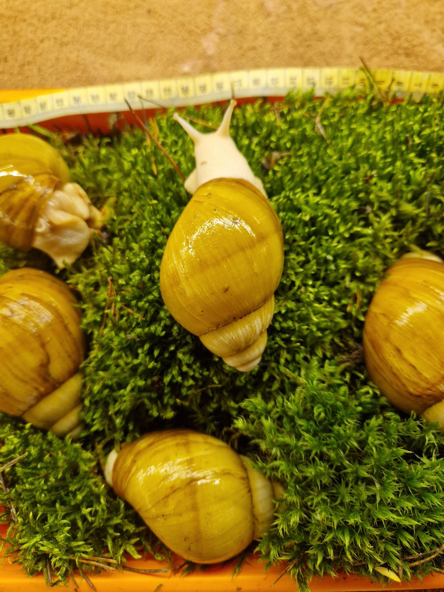 10см мушля АрхАхатина Українське Біле Золото