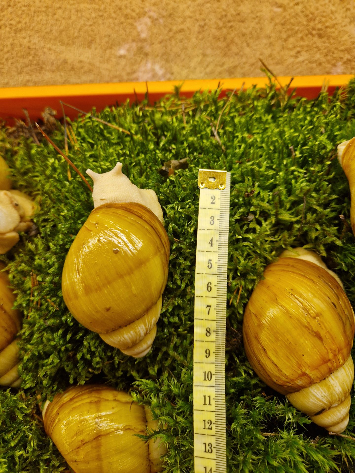 10см мушля АрхАхатина Українське Біле Золото