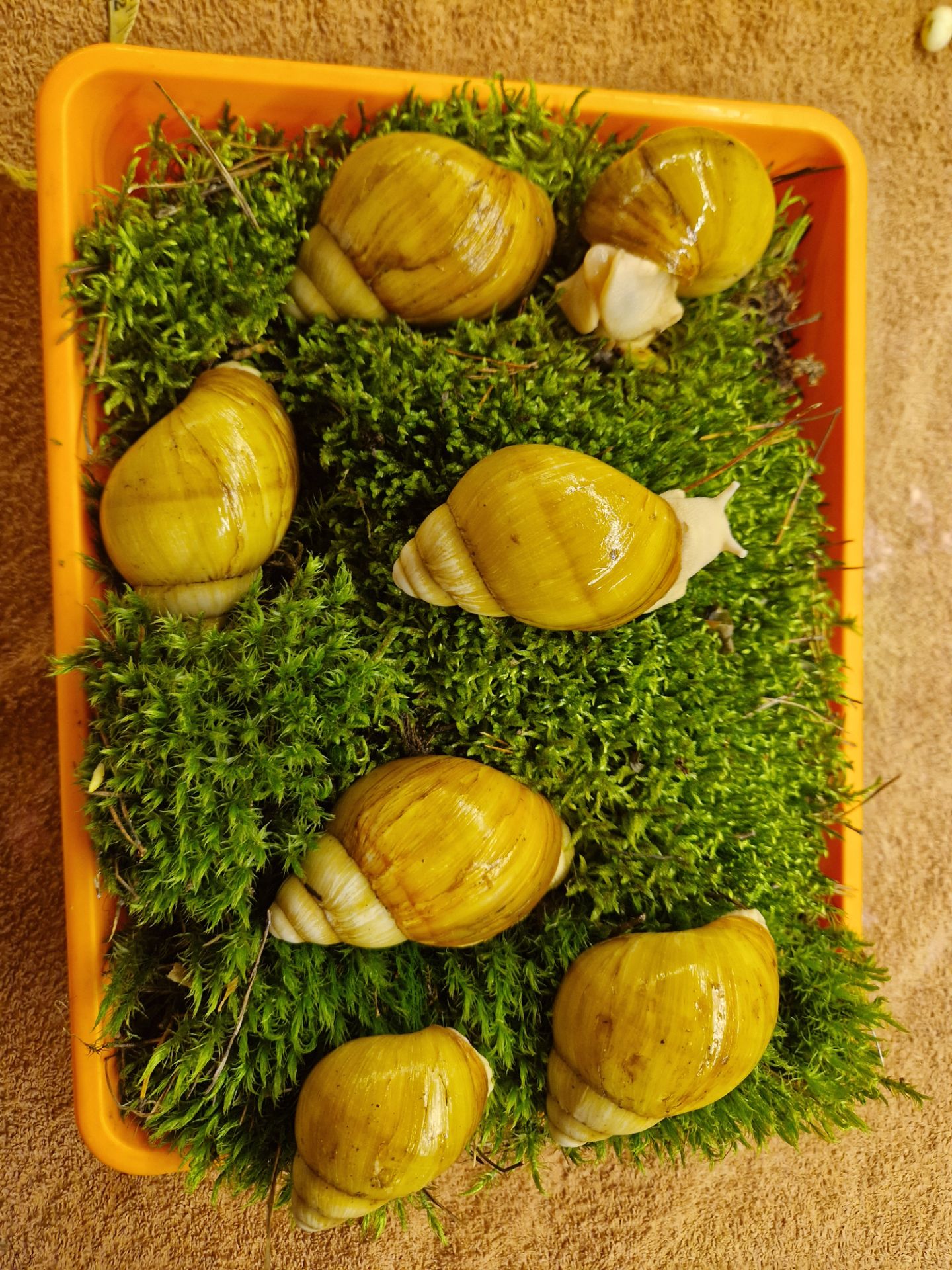 10см мушля АрхАхатина Українське Біле Золото