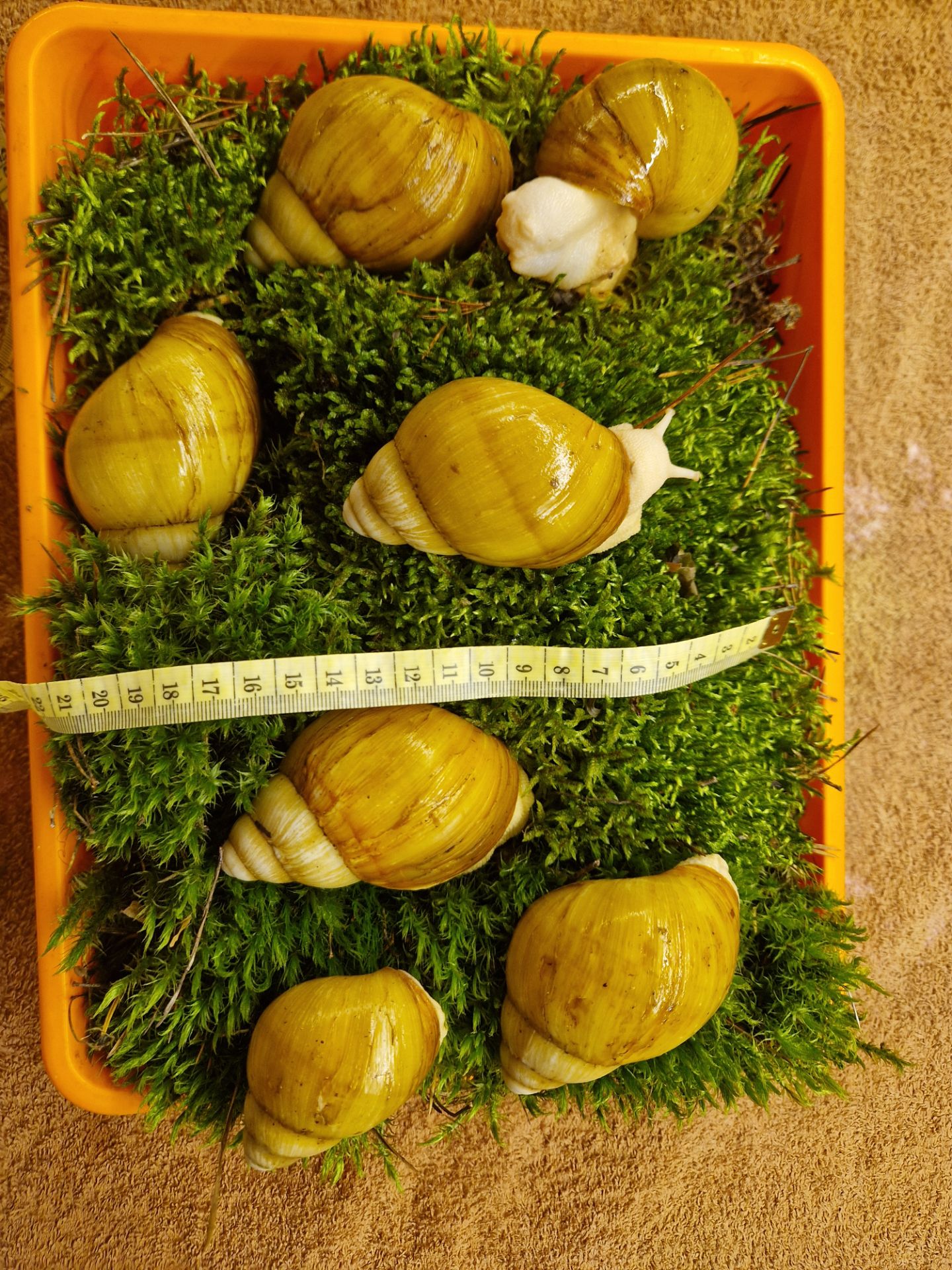 10см мушля АрхАхатина Українське Біле Золото