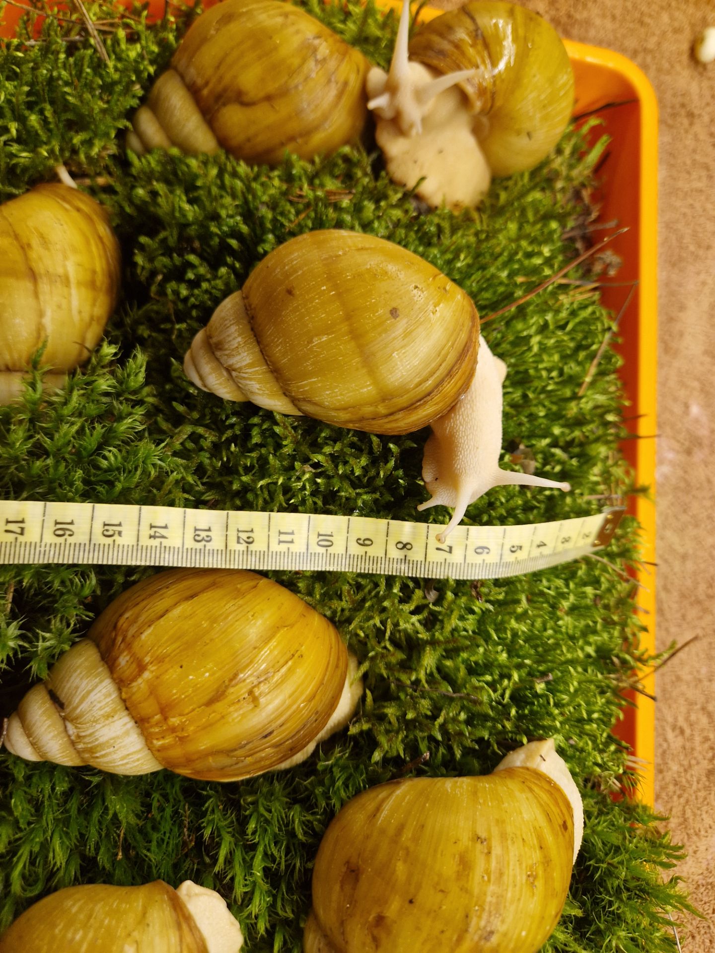 10см мушля АрхАхатина Українське Біле Золото