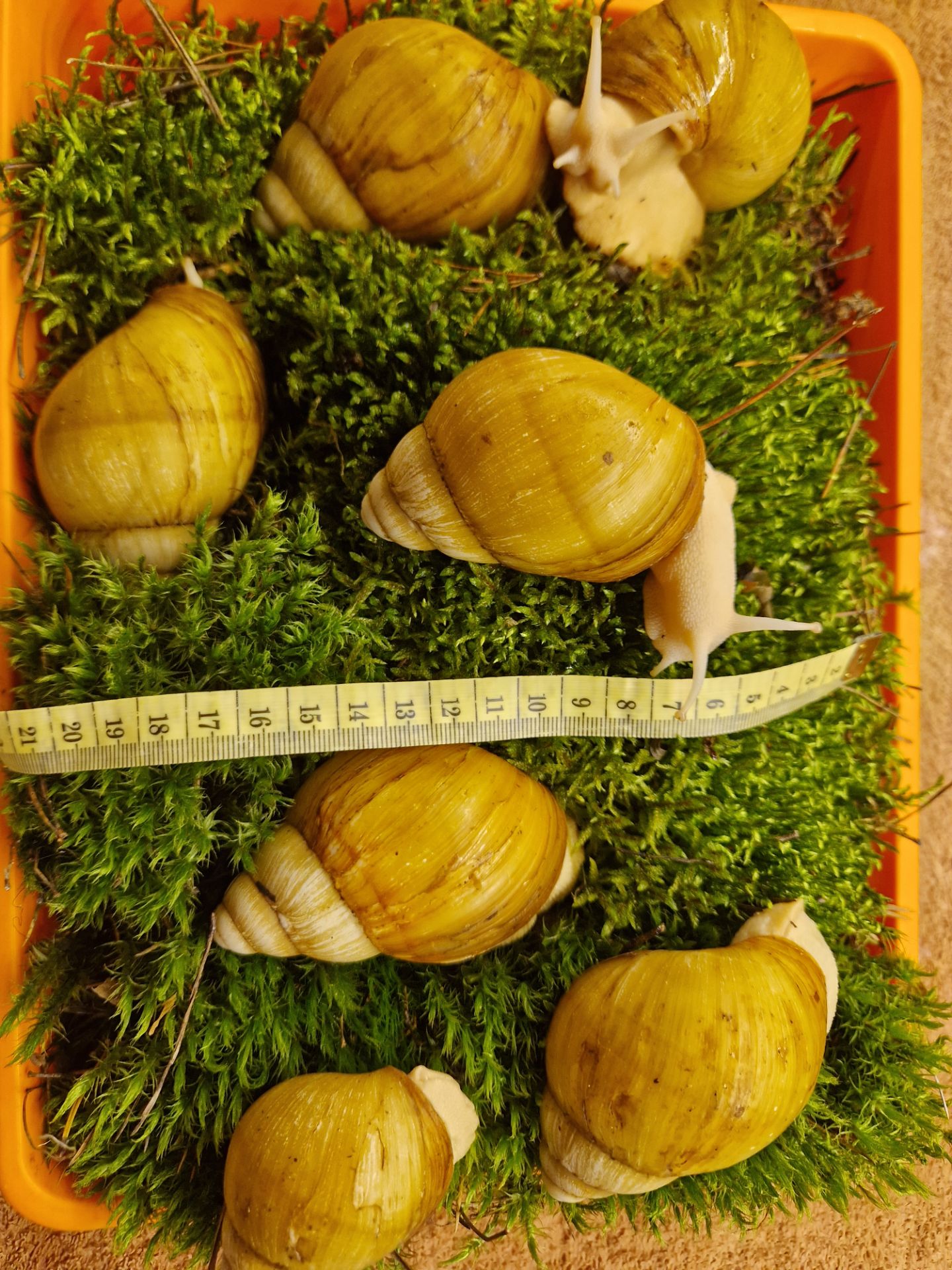 10см мушля АрхАхатина Українське Біле Золото