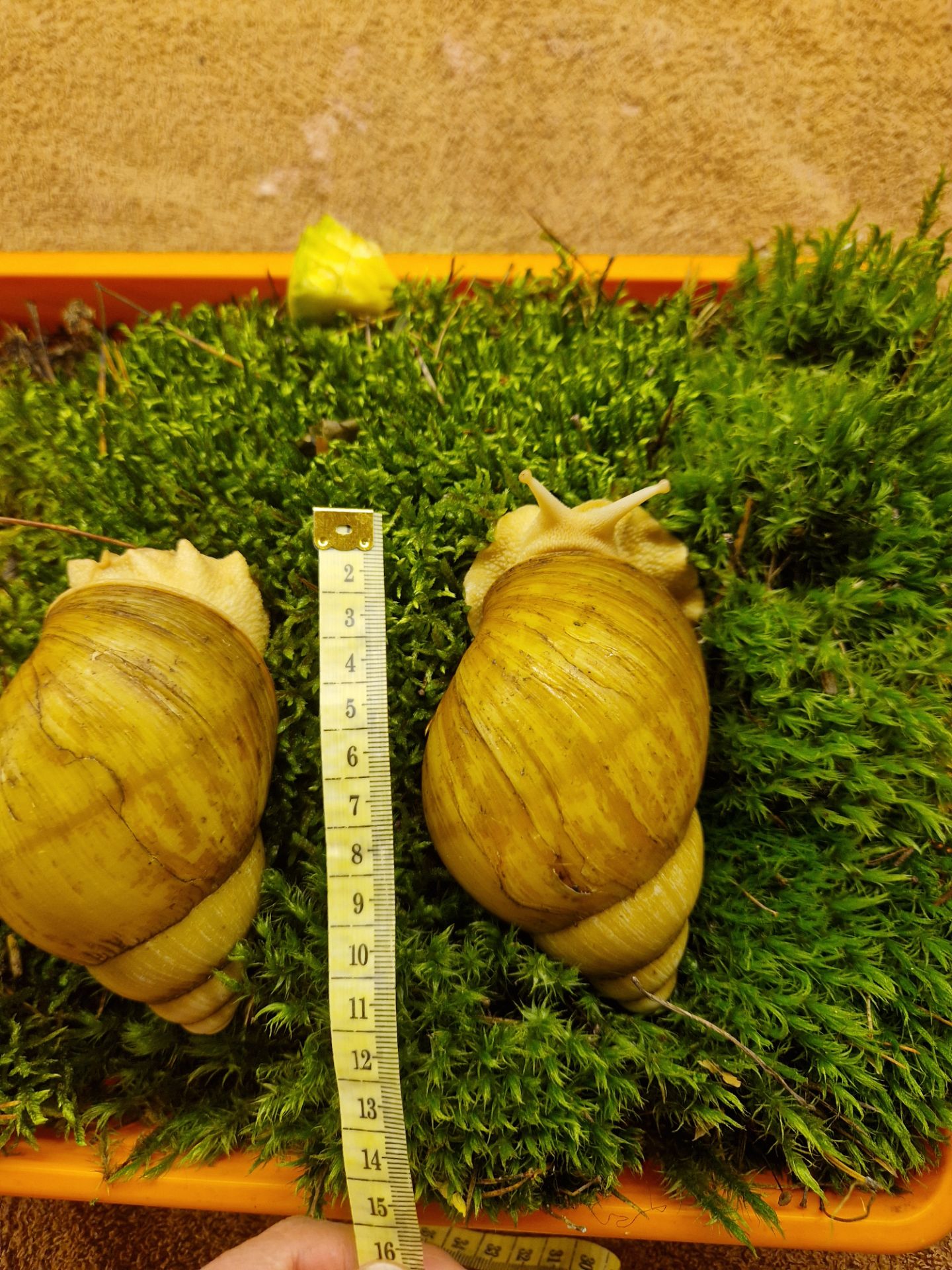 10см мушля АрхАхатина Українське Біле Золото