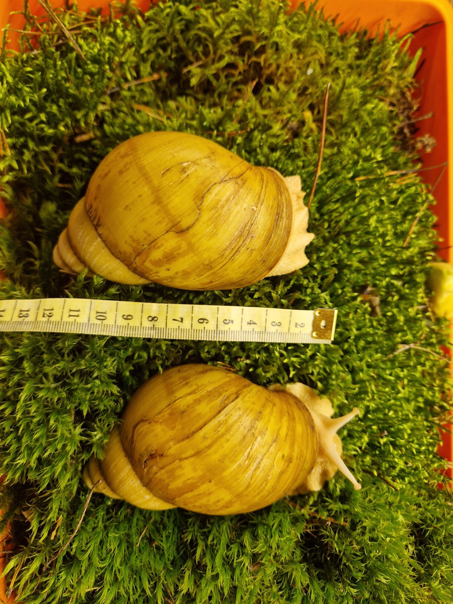 10см мушля АрхАхатина Українське Біле Золото