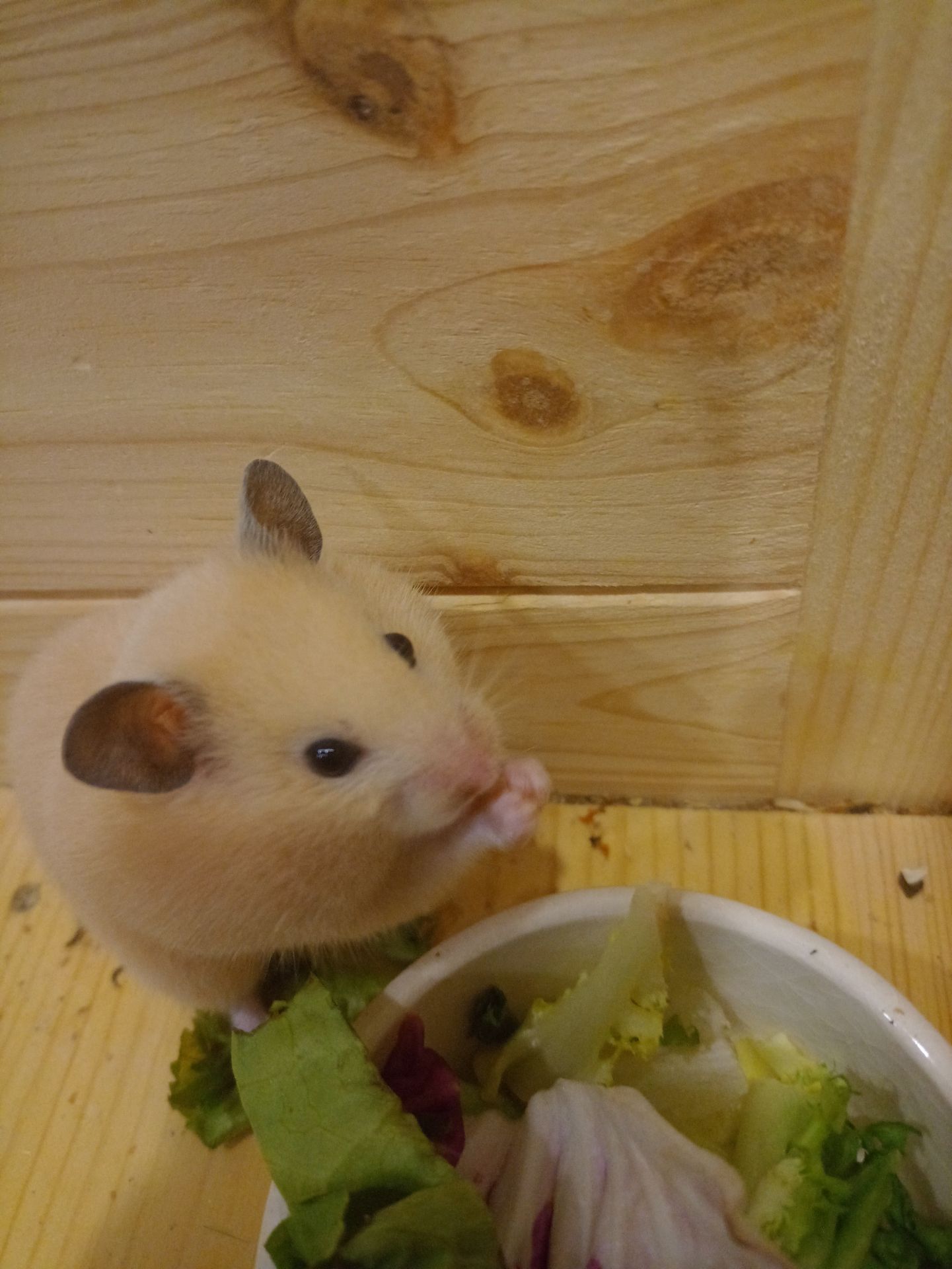 Віддам сирійського хом'ячка