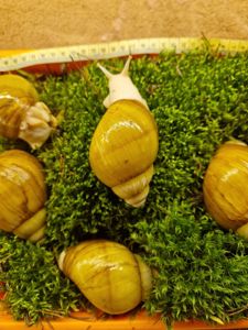 10см мушля АрхАхатина Українське Біле Золото