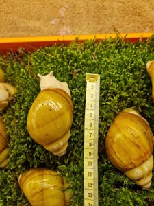 10см мушля АрхАхатина Українське Біле Золото