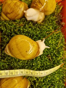 10см мушля АрхАхатина Українське Біле Золото