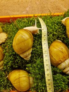 10см мушля АрхАхатина Українське Біле Золото