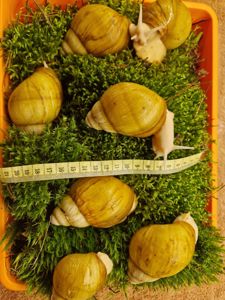 10см мушля АрхАхатина Українське Біле Золото