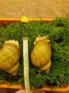 10см мушля АрхАхатина Українське Біле Золото