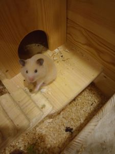 Віддам сирійського хом'ячка