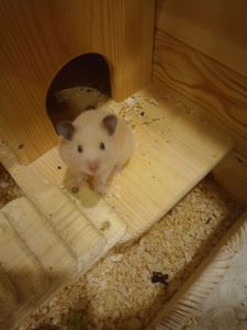 Віддам сирійського хом'ячка