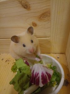 Віддам сирійського хом'ячка