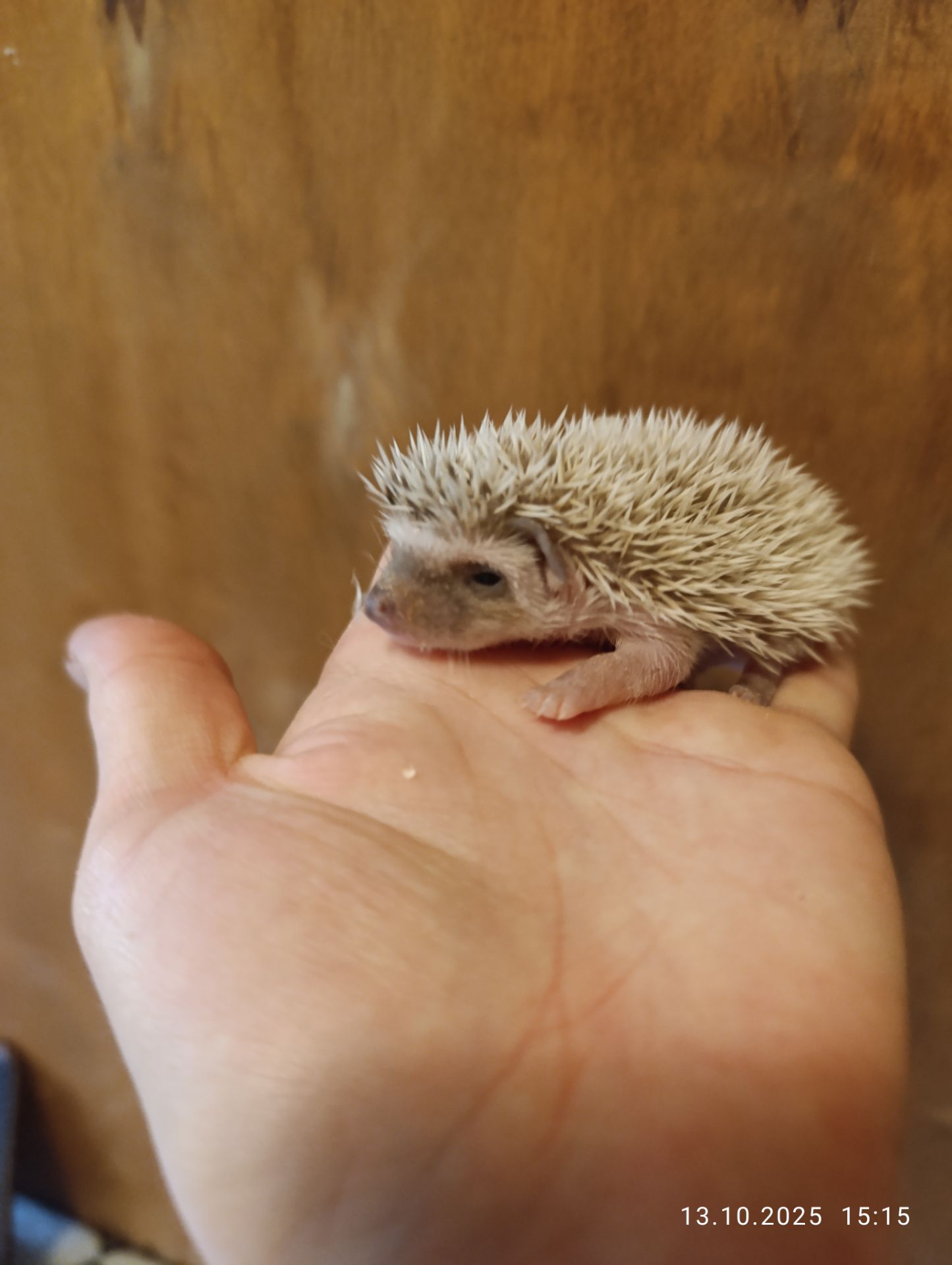 Африканські їжаки, їжачки