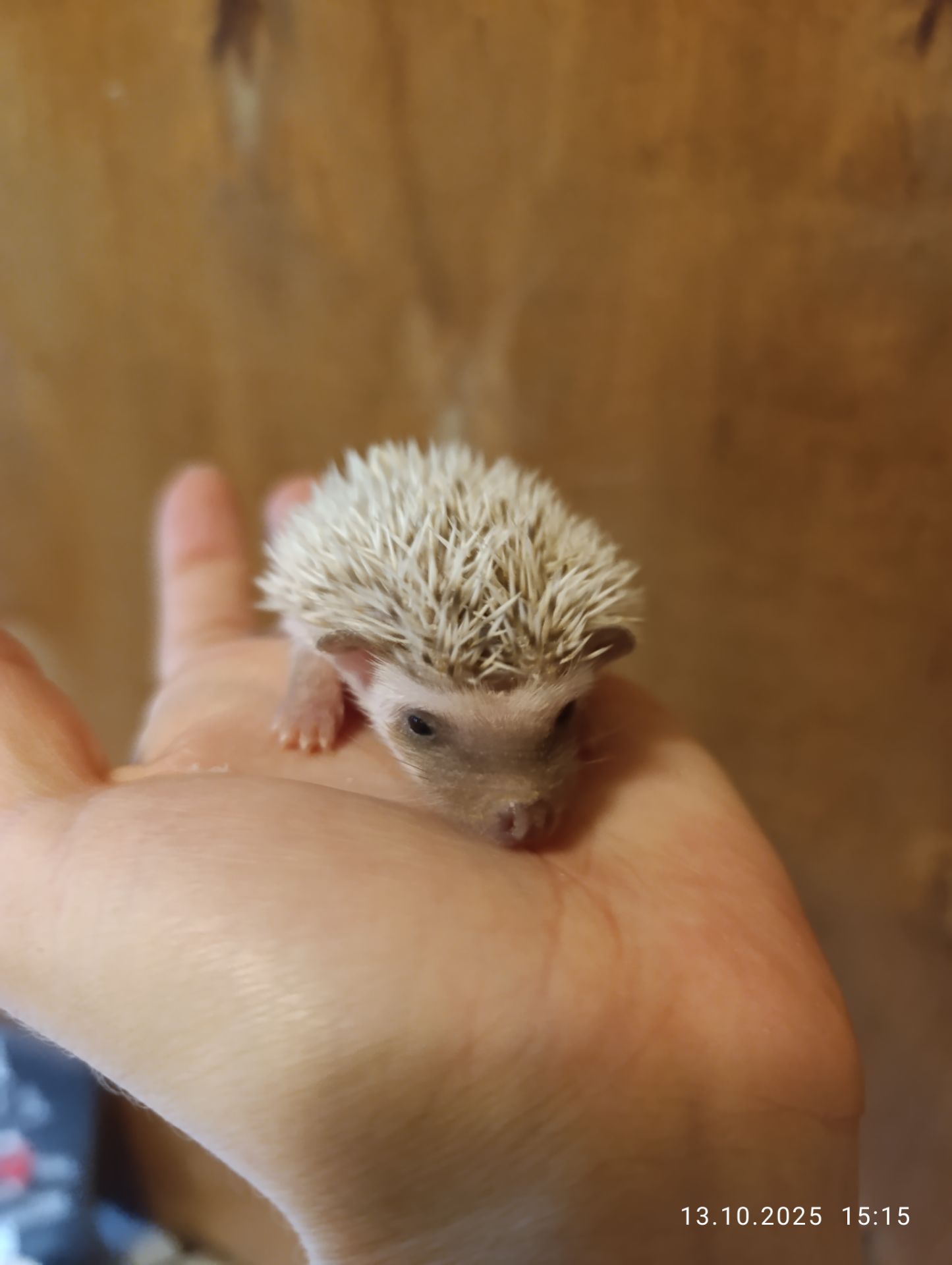 Африканські їжаки, їжачки