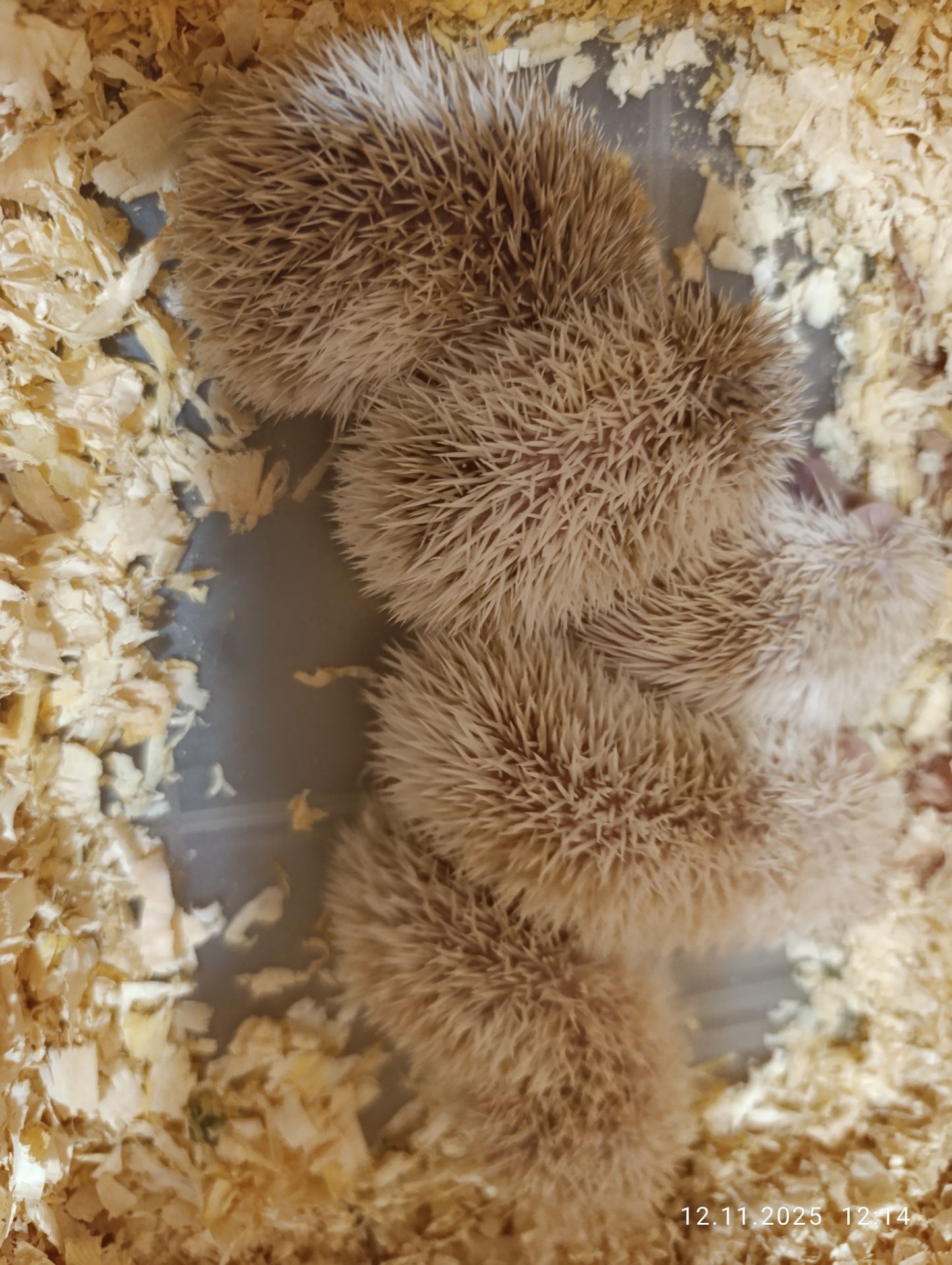 Африканські їжаки, їжачки