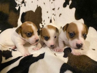 Щенки Джек Рассел терьер