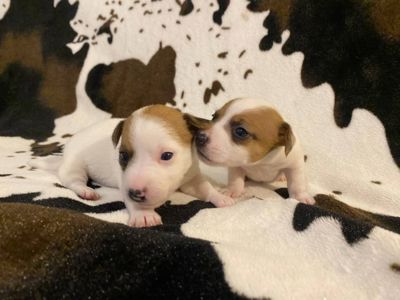 Щенки Джек Рассел терьер