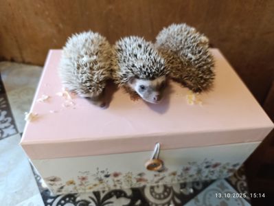 Африканські їжаки, їжачки